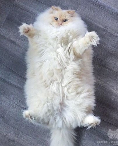 ������� ����