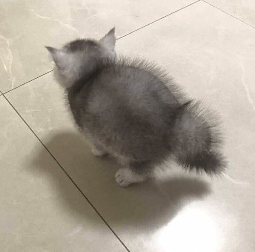 ������ ��� �������. Koteus gigantea.