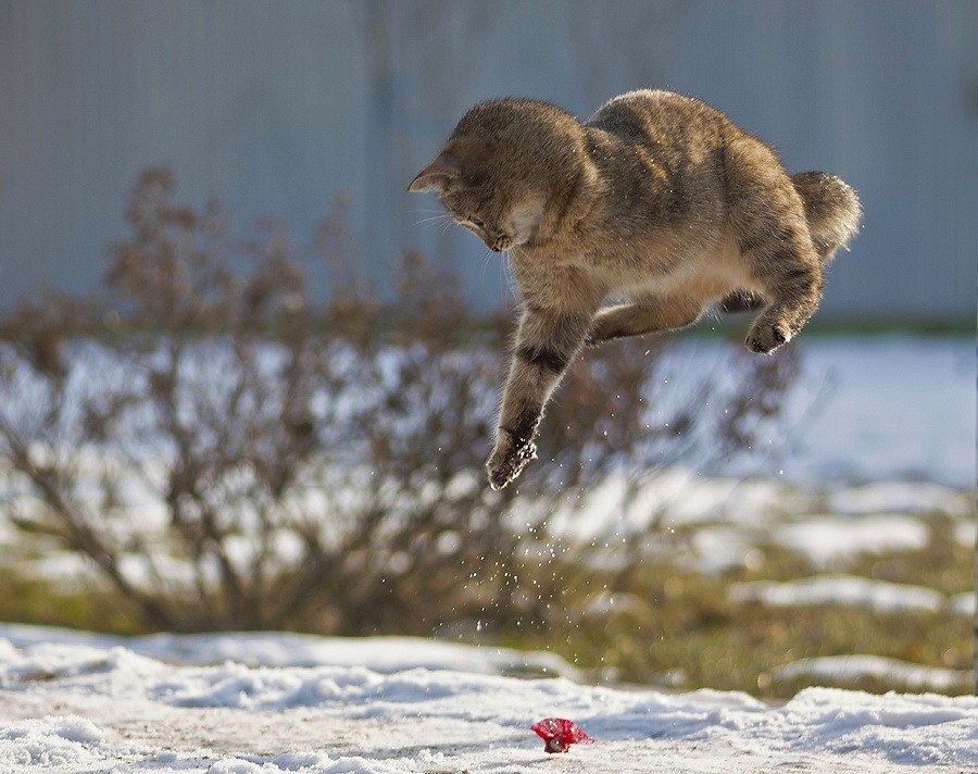 ������� ����