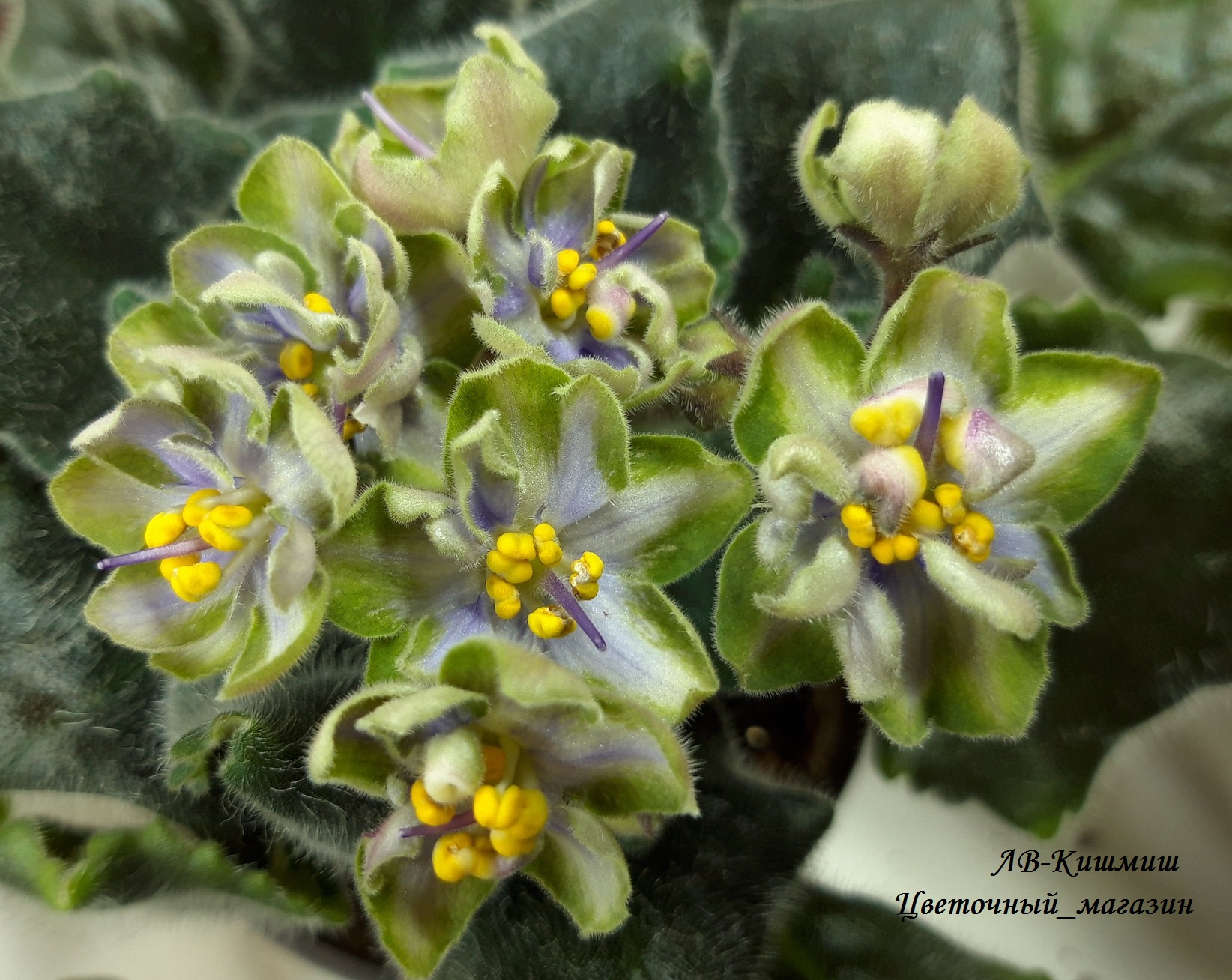 ����� ���� �� ������ ������� �� ����������� ������ 