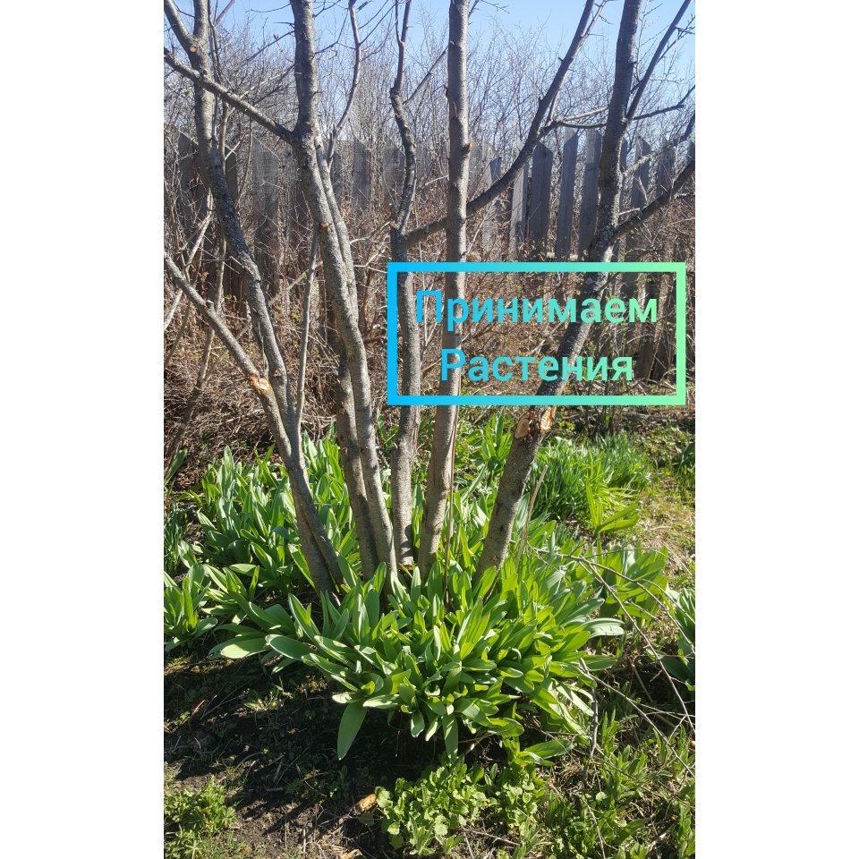 ��������� ��� � ����� ����-�����! �� �������� - �� ��������, � �������! ���� �������� �� 6 ���. ���� �������� - �������� ������ ������� ����� �����.