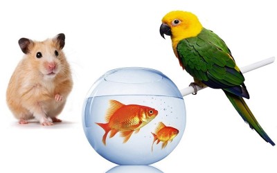 ������ ��� �������� � ����. ��������������. ����� 4. ������� 27.05.