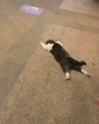 ���� ������ ���