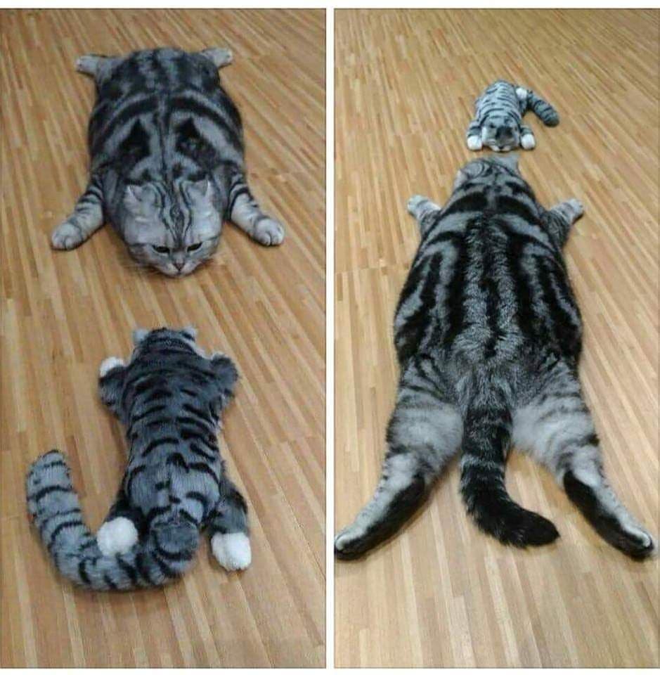 ������� ����