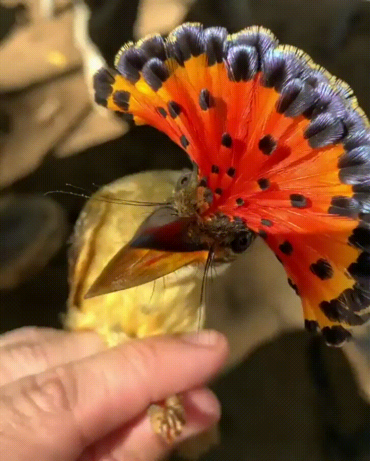 ���������� ����������� ������