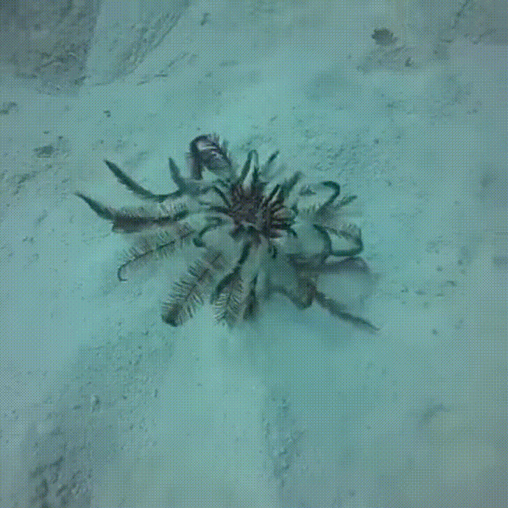 ������� �����