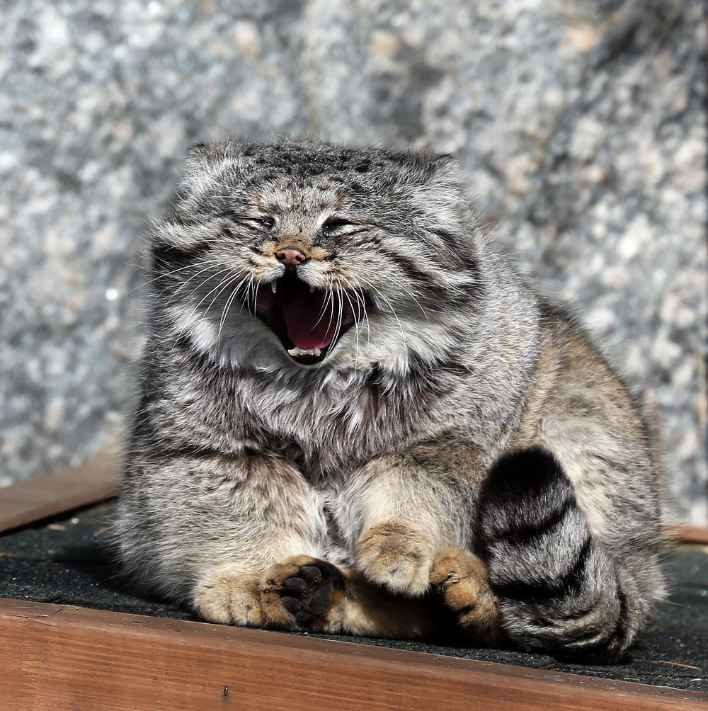 ������� ����