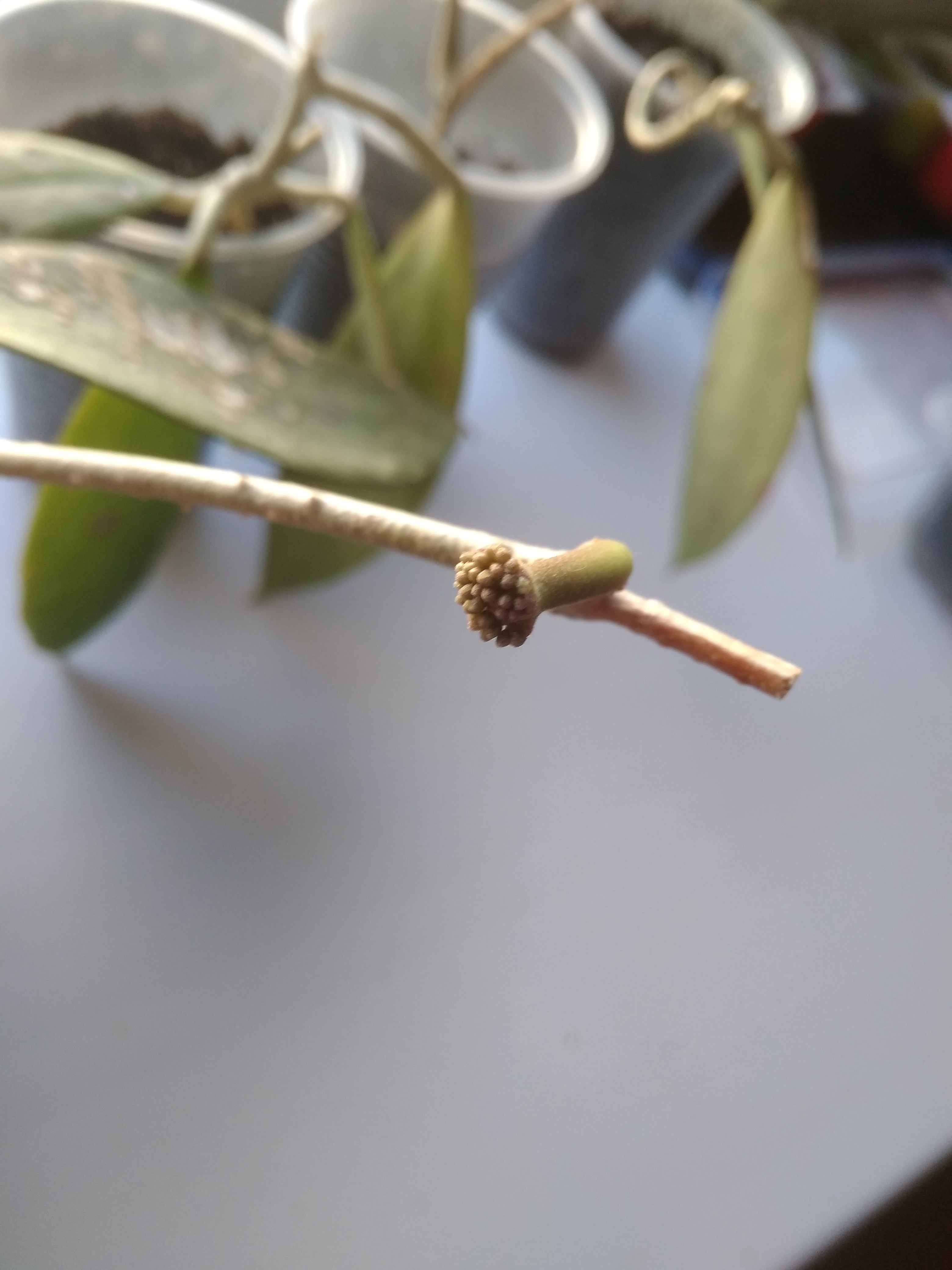 ���� ������� ��������� ��������