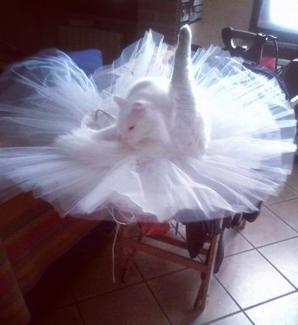 ������� ����