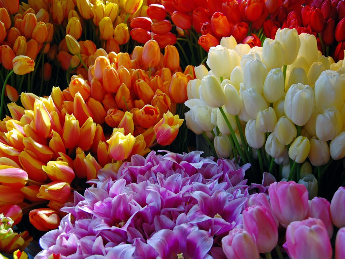 ���� �������. ���������� �� ����� 2019�. ��������, ��������, ��������, �����, ����� � ������ ������