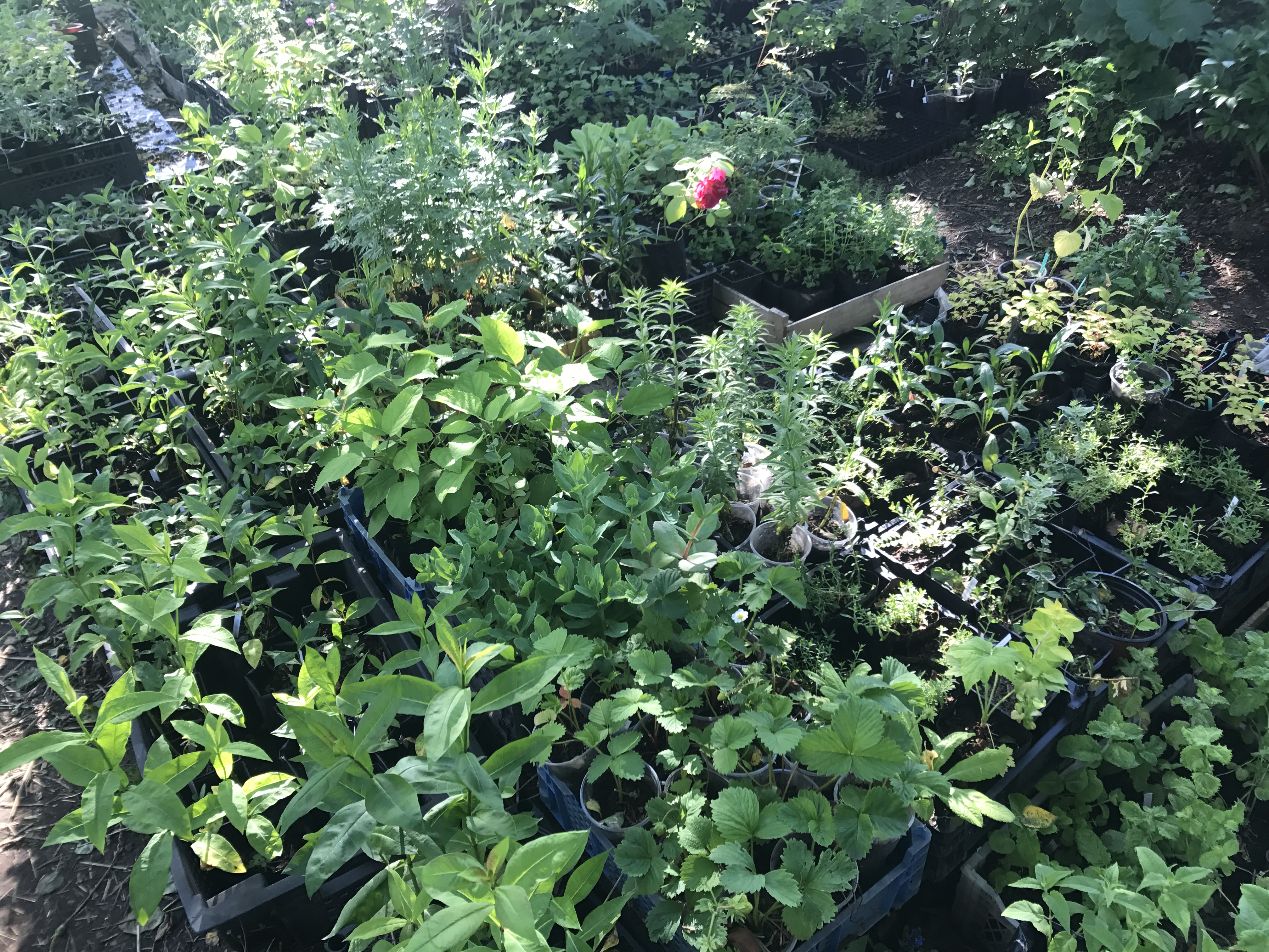 ����� ����. ���� ������� �� 31 ���. ��������. ������������ �������� ��� ��������� ������ ���� �� �������� ��������� ������������� ������� Savgarden. ������������, ����������, ������ ��������, ����, ���������, � ����� ���������