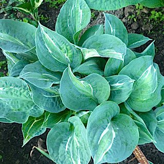 Hosta Kiwi Full Monty