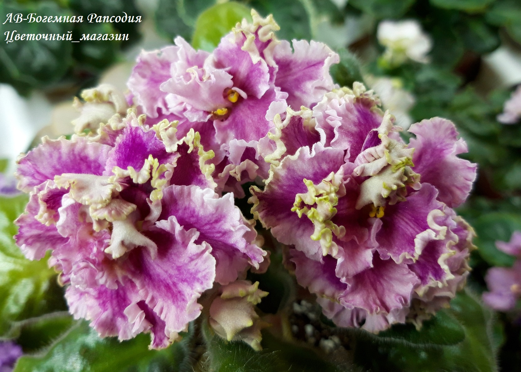 ������. ����������. ����� ����������������� ��������� ��������� � ��� �� ����������� - 30