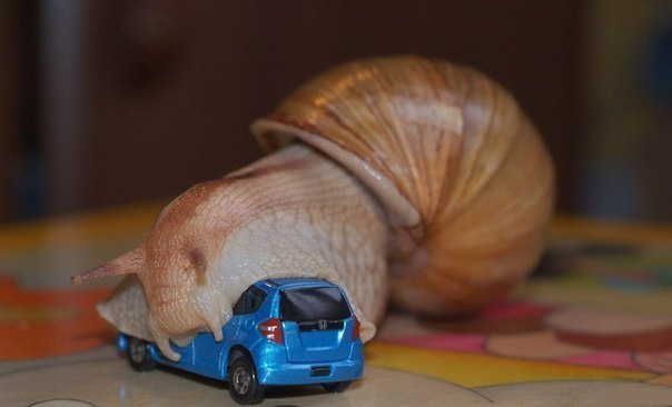 ��� ��������� �����������. (������ ���)