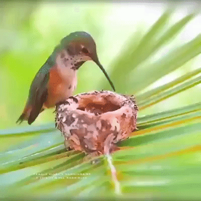 ������� ������ ����� �������