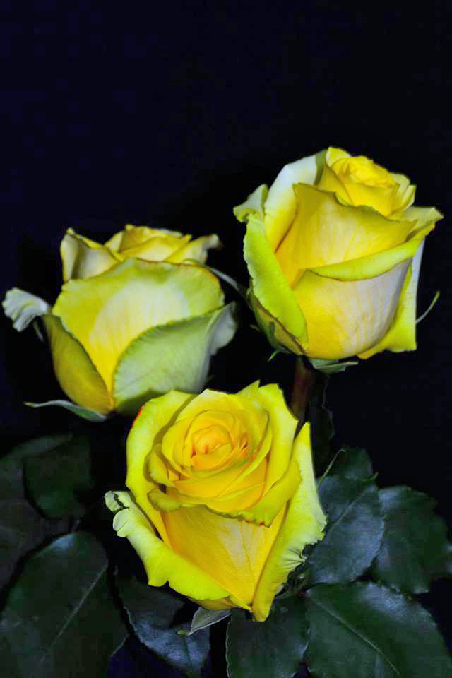 [b]���� ������� �� 5 ����. ���� �����-��������� �� 100���, ���������, ��������, ���������, ���������, �������, ���������, ����� � ������ ������ ������������ ��������[/b]