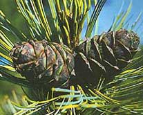 ����� ����3��������, �3������� ����� (: ��������� ������� �����