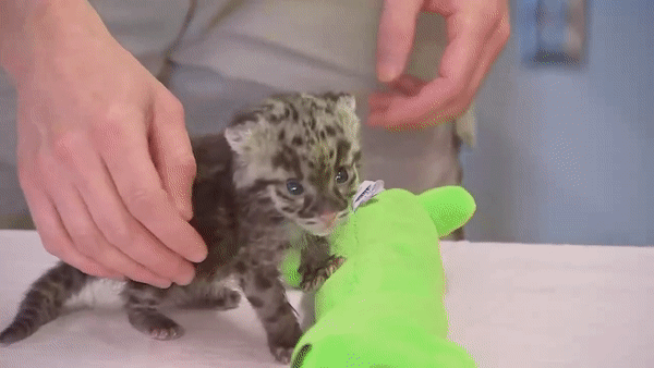 ��������� �������� �������