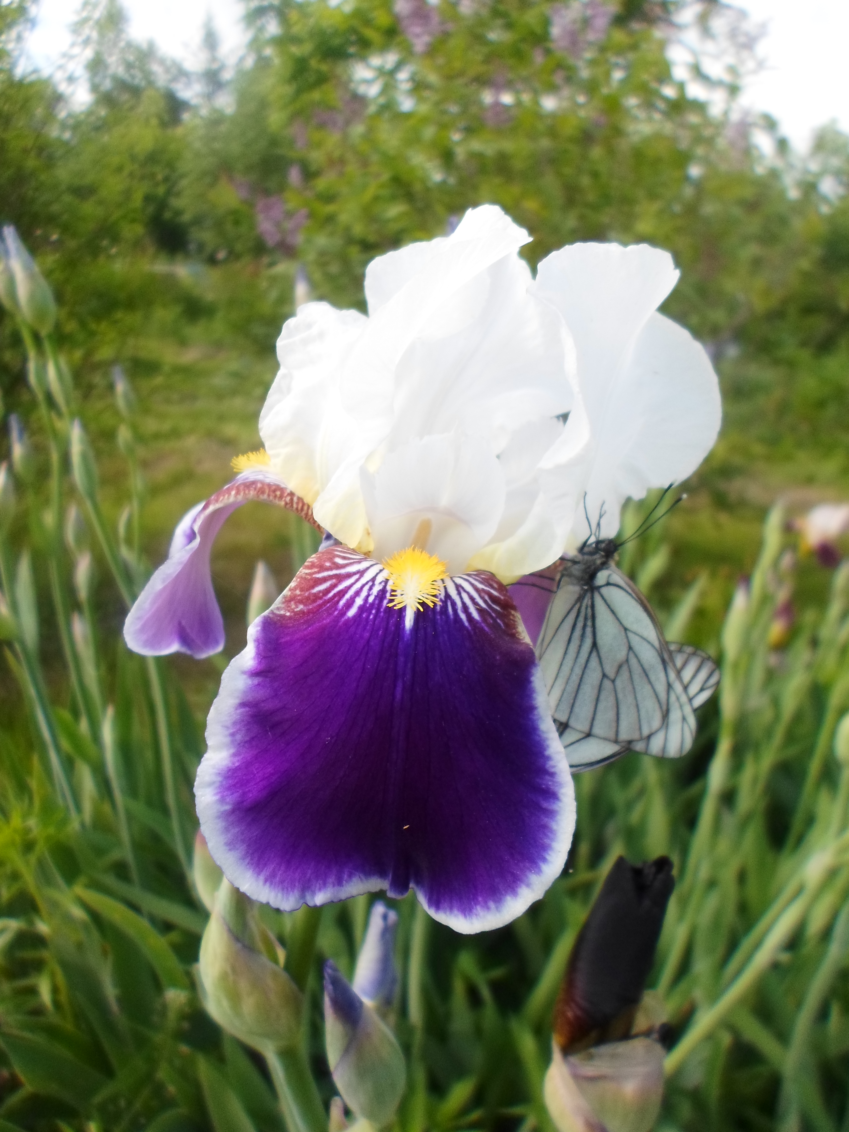 � �������!!! �����!!