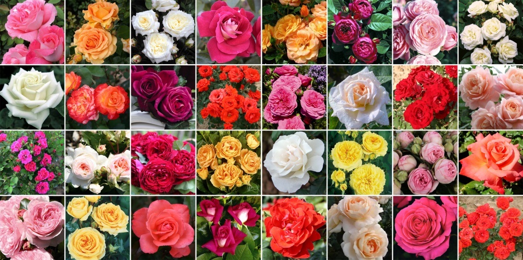 ���� �������� ������ ���������. ��������� �� ����� 2020�. ���-�� ����������!