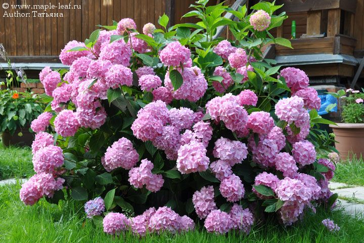 ������� ������! �������� ������� � ��� �� ���������� ������. ��������, �������, �����������-���������� ��������, ������������. �� ���� � 2 ���� ������� �������! ����� No1. 4/19