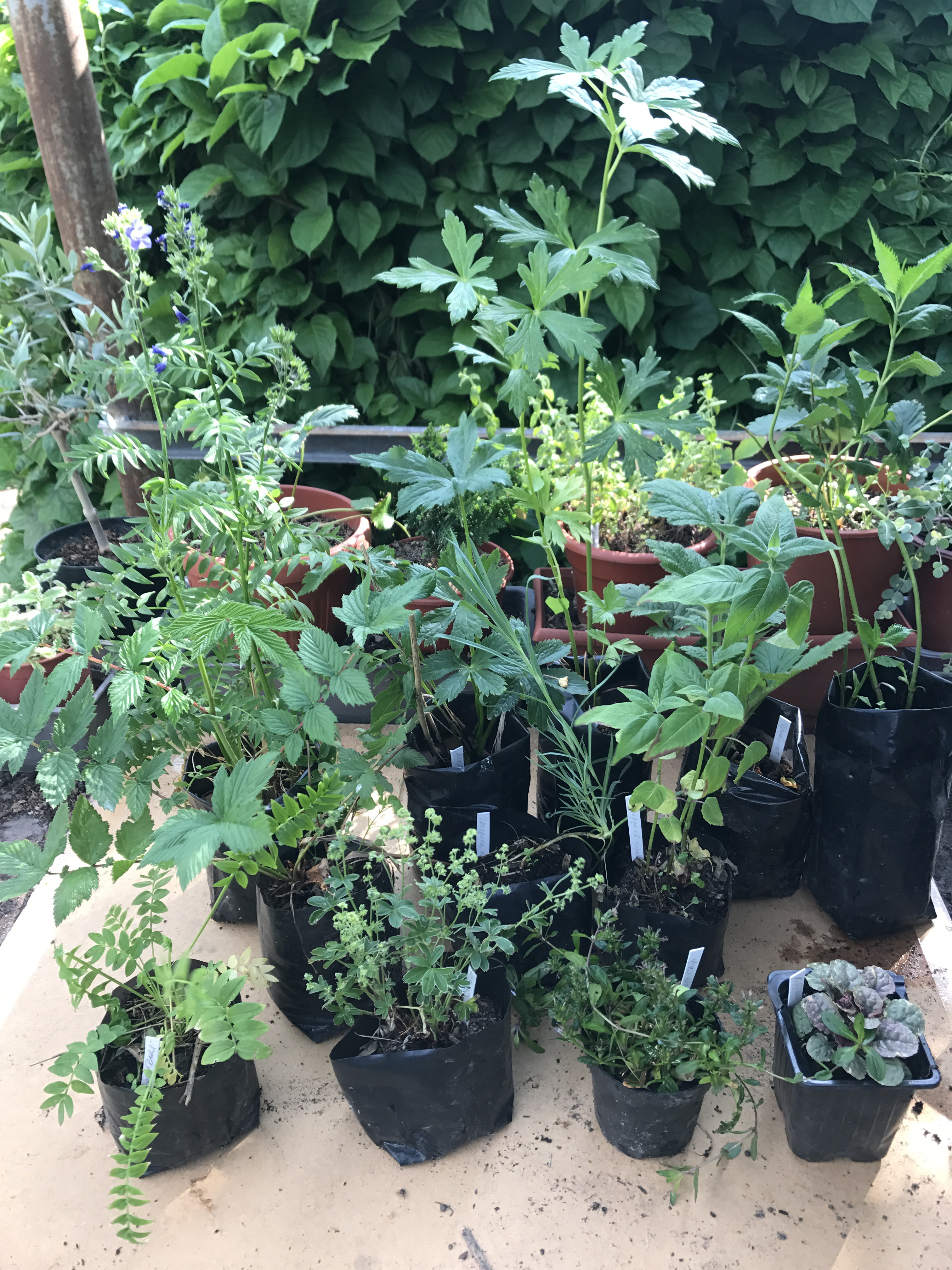 ���� ������� �� 7 �������. ������������ �������� ��� ��������� ������ ���� �� �������� ��������� ������������� ������� Savgarden. ������������, ����������, ������ ��������, ����, ���������, ������ 64 ����� - ��������, � ��������� (�������). 4 �����