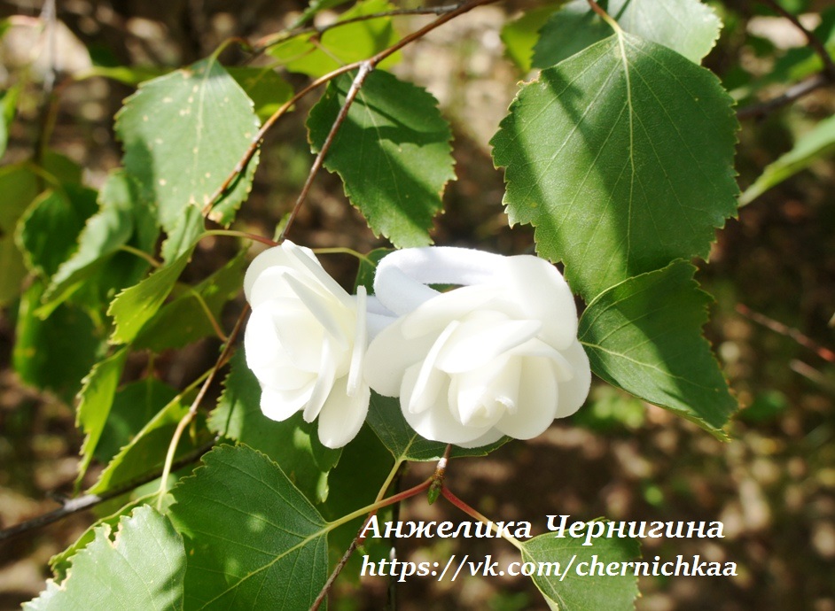 ������� ����� �������