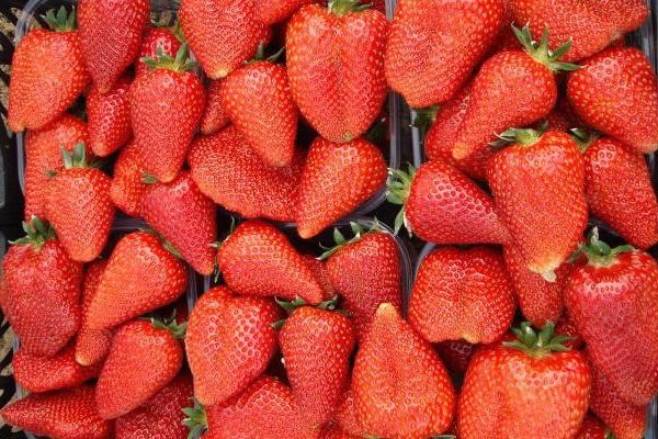 ���� �������. ������� �������� (�������� Pro-Yagodu)