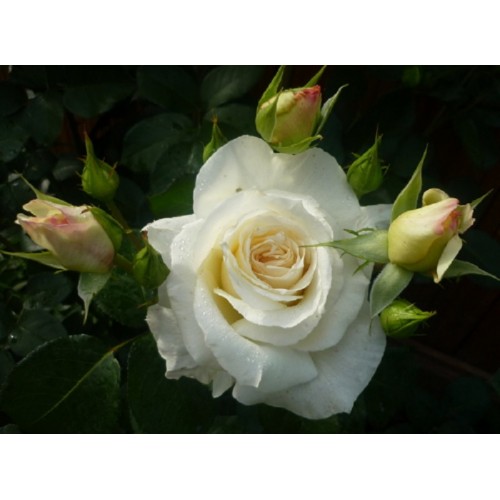 [b]���� ������� �� 8 �������. ���� �����-��������� �� 70���, ��������, ���������, �������, ���������, ����� � ������ ������ ������������ ��������. �������� ���� �� ���, �������[/b]