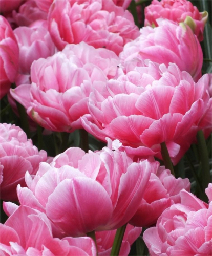 ���������� �������� ����� 2019. �����������:�������, ��������, ��������,�������, ��������,�������.����� 21��