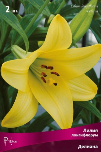 �������� ������������� (��������� �� �����) ������� 12 �������!