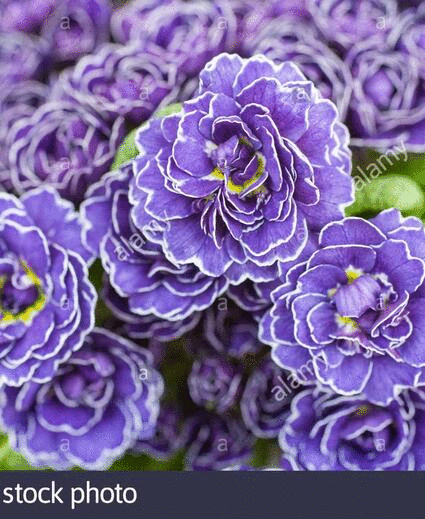 ���� ������� �� 11.08. ������� Belarina. ����� 1 ����, 6 ���������, ������� �����������