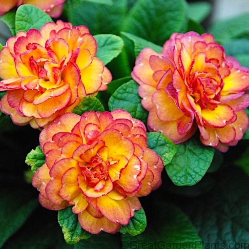 �� 7! �ݣ ��������� ��������!