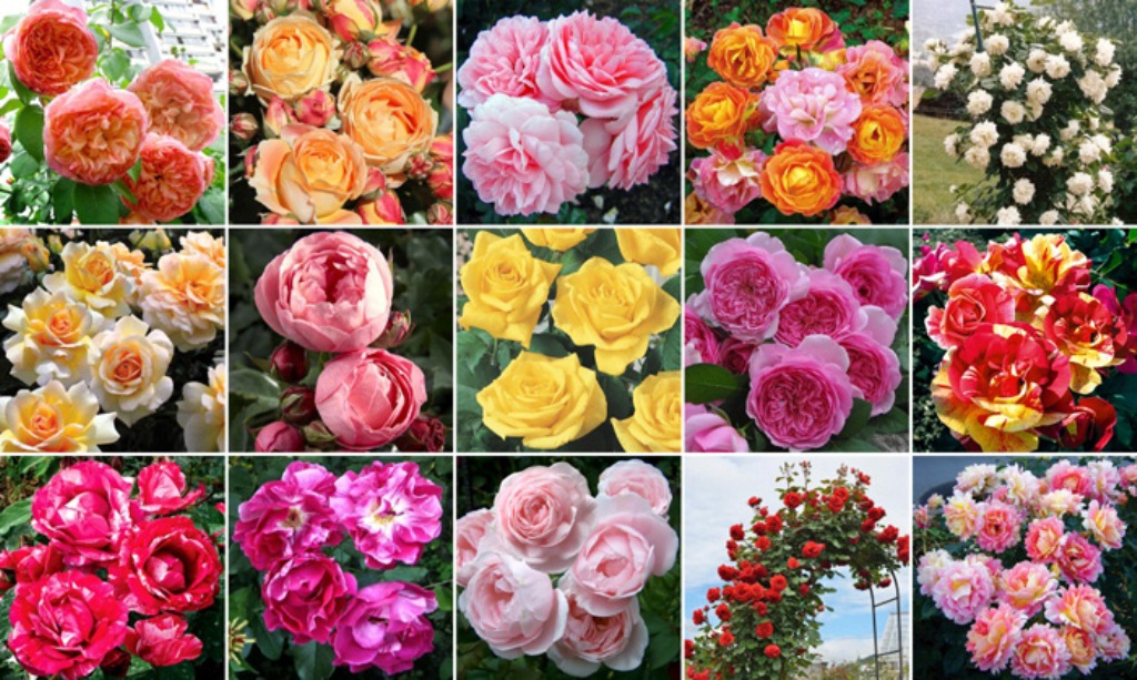 ���� �������. ��������� ���� �������� ������ ��������. ��������� �� ����� 2020�