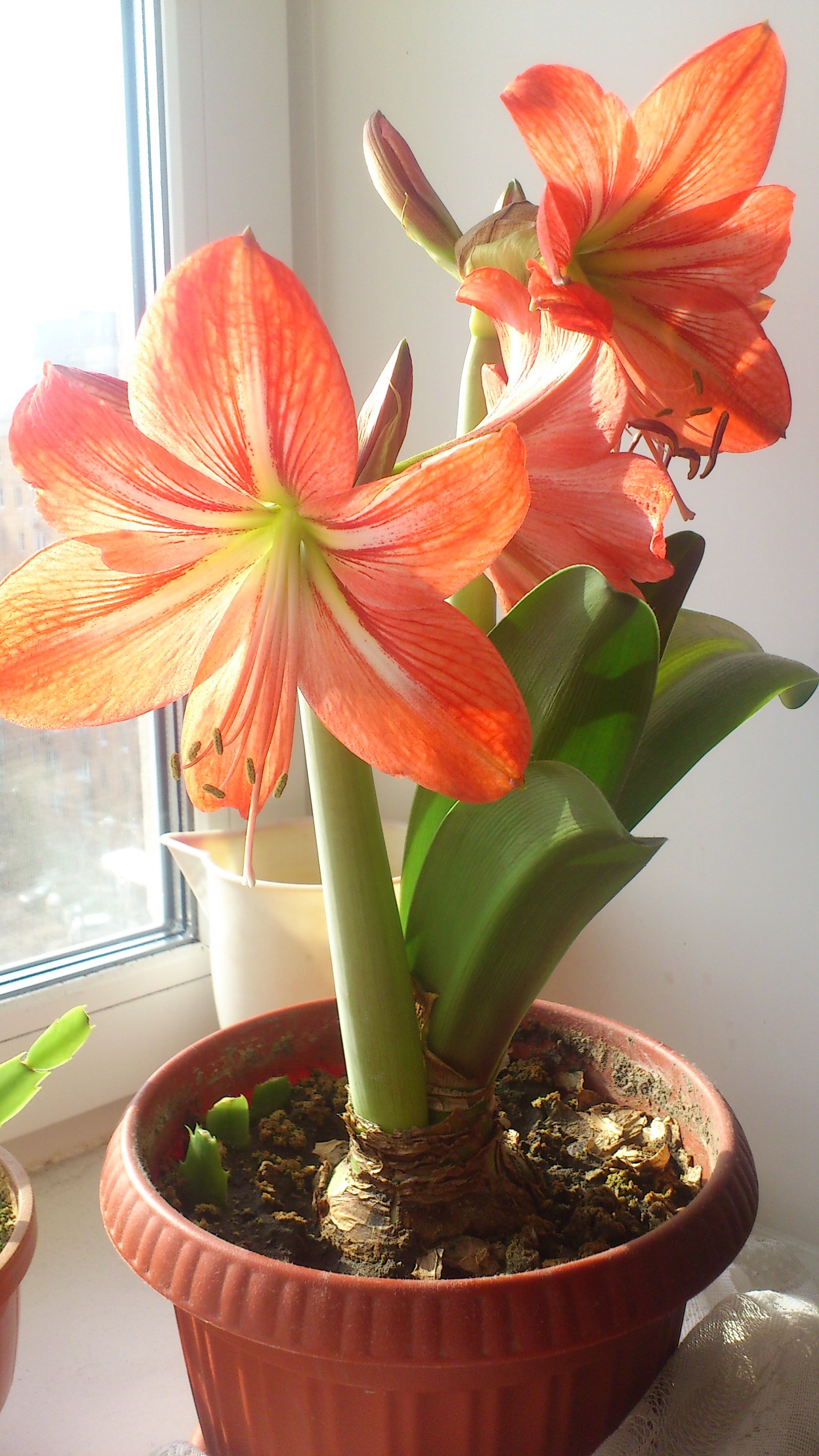 ��������� �����