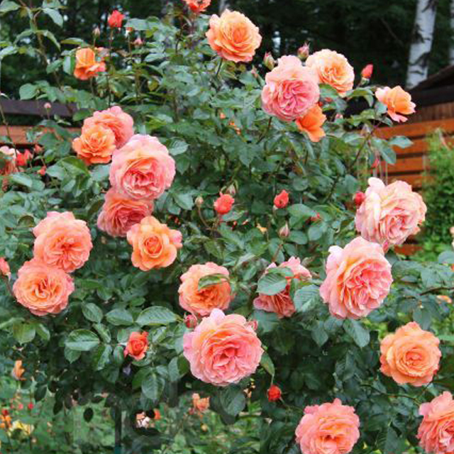 ���� ������� �� 22.08. ���� �������� 5.