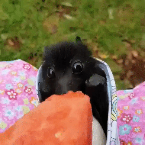 ���� ���� ������ �������