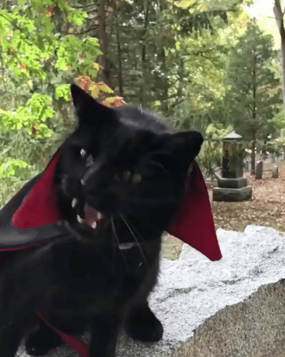 ���� �������