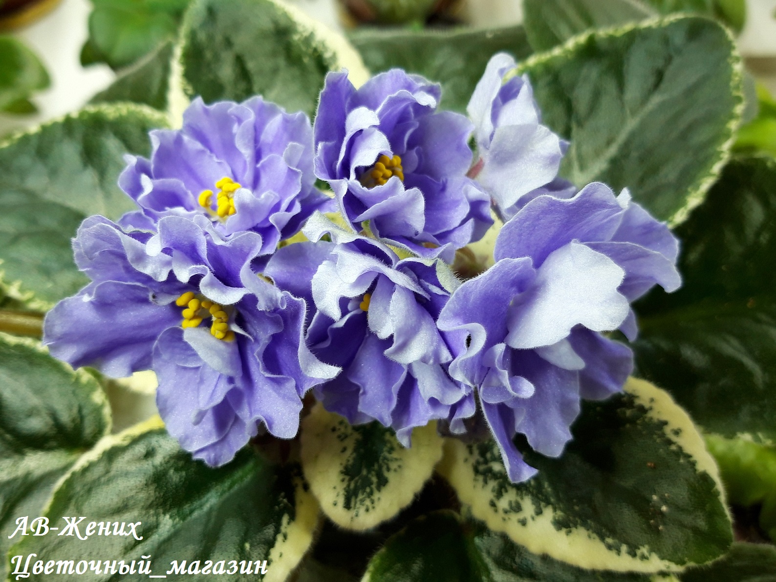 ��������� ���� ������� �� ����������� ������ 