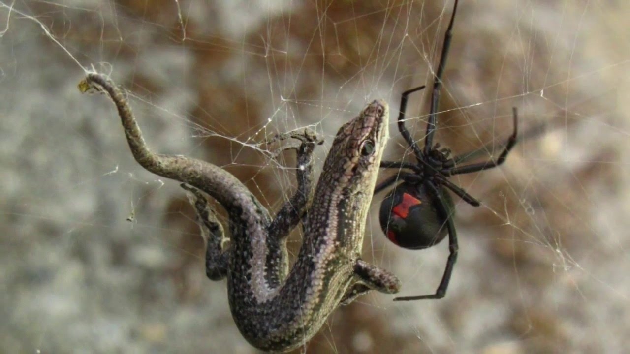 A�c�p���� - ��c�o, ��� ����o� �ep��� c���x ���o����.