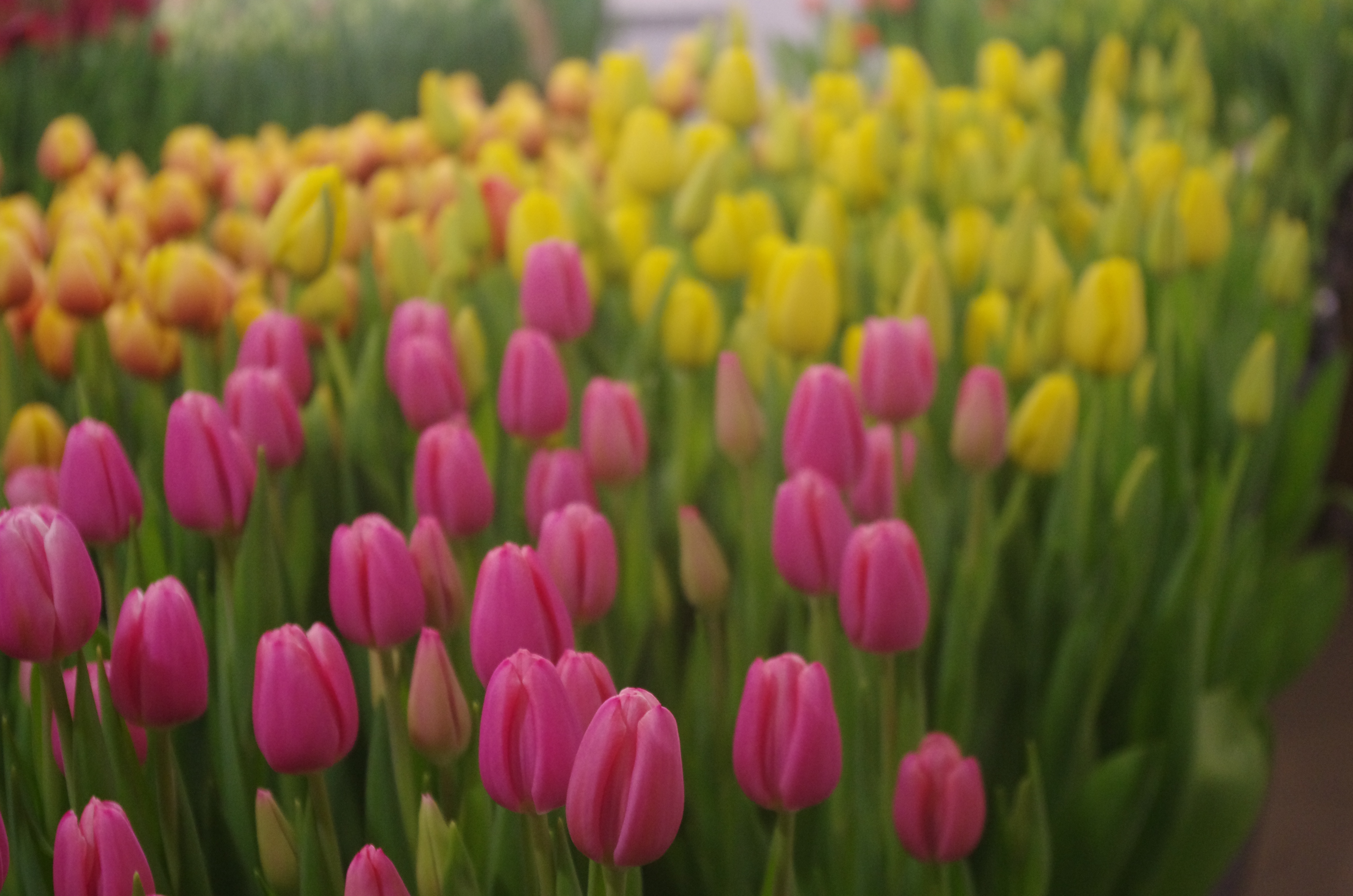 ���� �������. 15.09 ������ ��������! �������� ���������! �������� ��� �� ����� �������