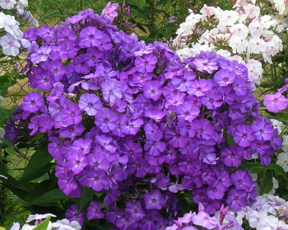 ��������� ���� � ���� ����! ���� �������. ������������ �������� � ������� ��������� Gardenia, ��������� ��� ������ ����. ����� 9.