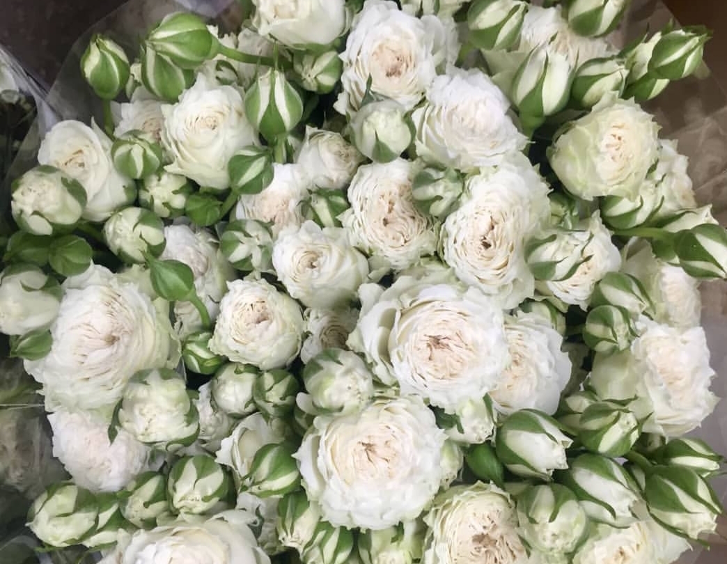 ���� ������ ��������� �����������,  �������� ������� ���������.  