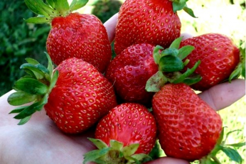 ���� �������. �������� 26 �� Pro-Yagodu (������� �� �����).