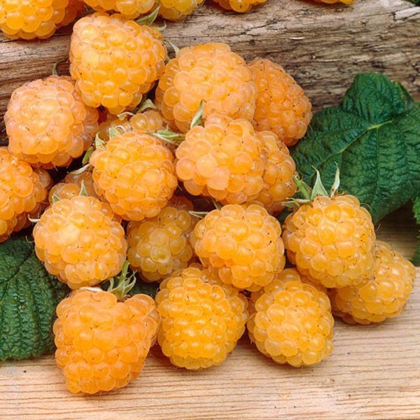 ������ � �������. ������� � ���. ��������� �� ����� 2020!