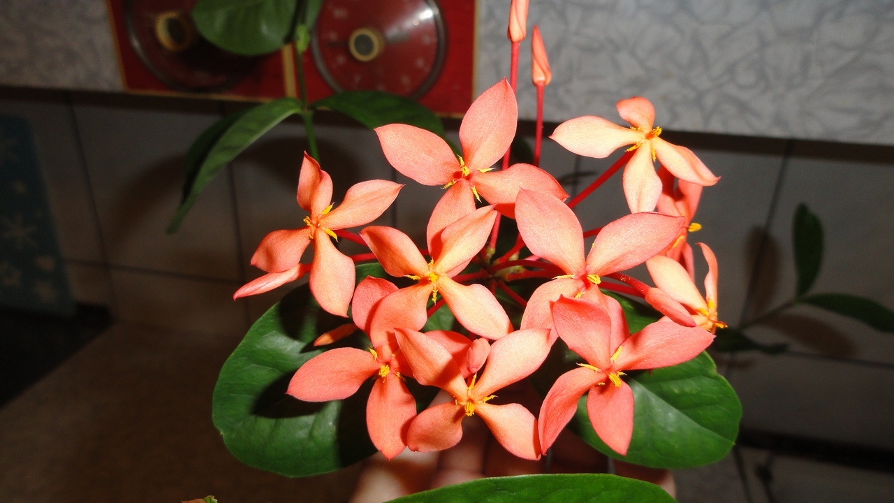 ������ �������� - ������������ - 200 ���. ���� 1 ����� !!!!