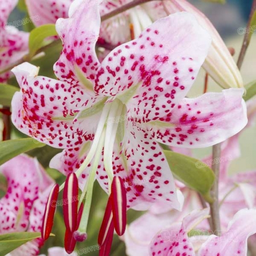 ���� �������. ���������� � ������������ �������� ����� 2020.