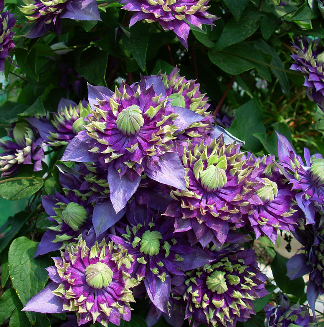 ���� �������. ����� �����������,���������, ���������� � ������ ���. ��������� �**����. ��������� �� ����� 2020�