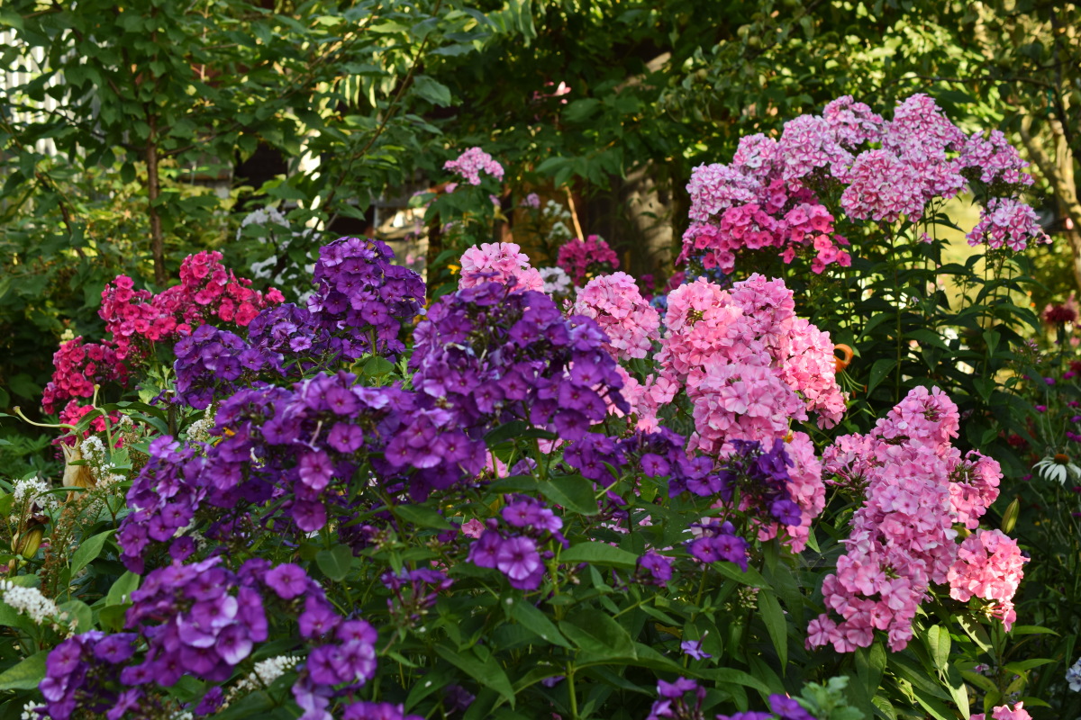 ���� �������. ���������� � ������������ (�������) ��������� �����. ��������� �� ����� 2020�.