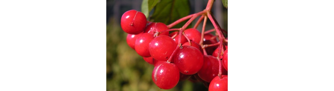 ����������� ��������� �� ������ ���������������� ��2-����������. ��� ����� ������ �������� ������������ �������� �������� ����������� � ��� �� ����������, � ����� ��� ��������� � ��������� �����.